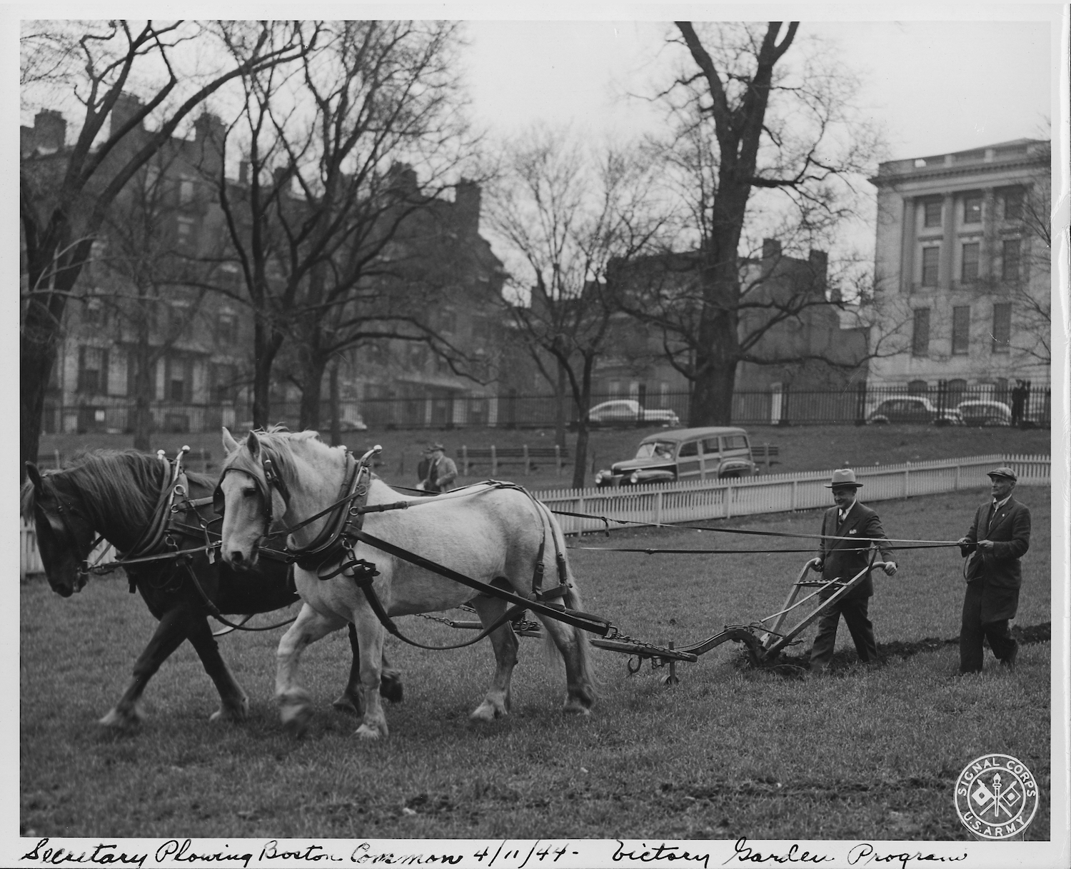 Agriculture Secretary Wickard plowing Boston Common to promote the National Victory Garden program (April 11, 1944) – photo courtesy of U.S. National Archives and Records Administration, Public Domain