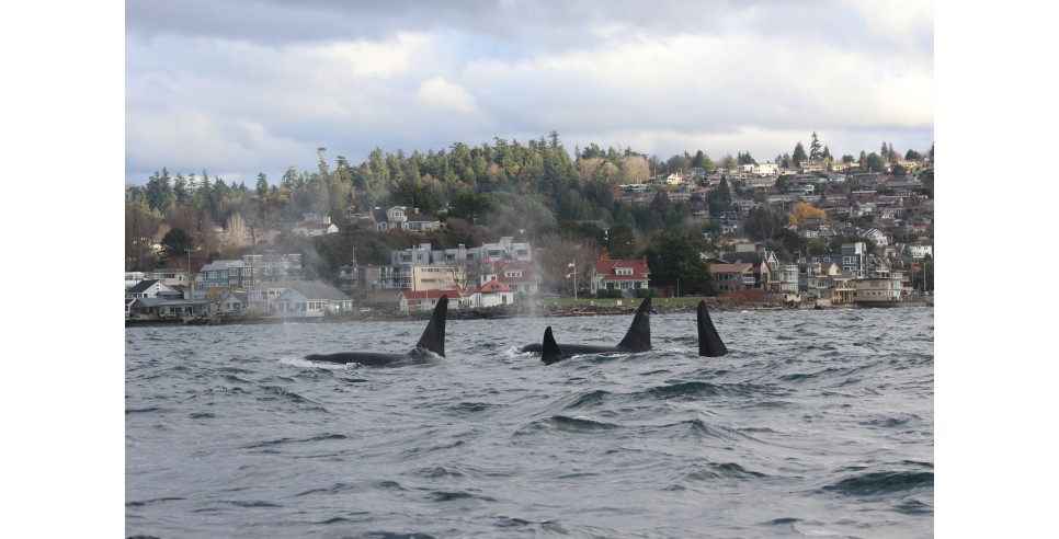 The K pod swims near the Alki Point Lighthouse in West Seattle – photo credit Mark Sears, permit 21348