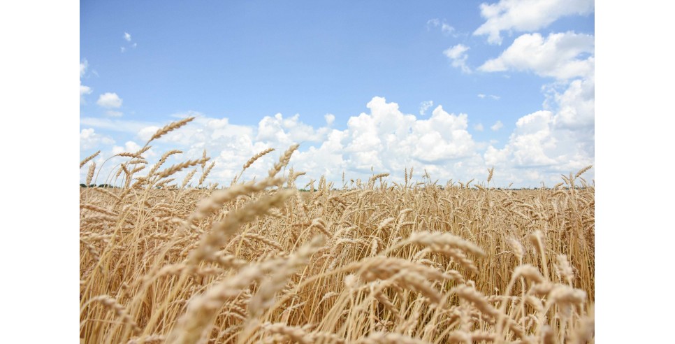 A field of wheat on Mike Starkey's farm in Brownsburg, Indiana (June 28, 2021)– photo credit Carly Whitmore, courtesy of Natural Resources Conservation Service/USDA